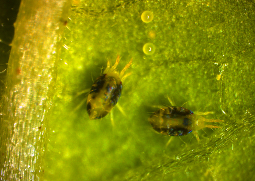 점박이응애 성충(어른벌레)과 알. 농촌진흥청 제공