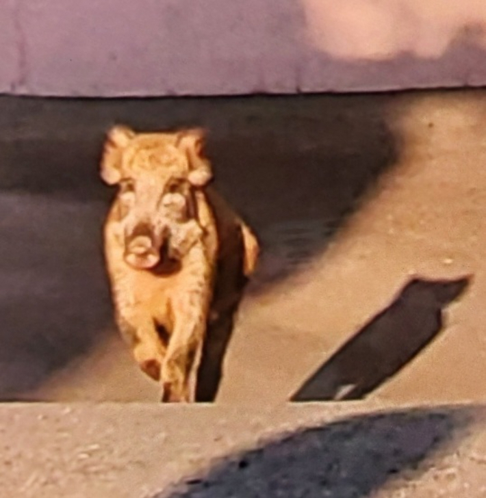 지난 8일 오후 부산 해운대구와 동래구에 잇따라 멧돼지가 나타났지만 인명피해를 내지 않고 산으로 달아났다. 기사와 직접적인 연관 없음. 부산경찰청 제공