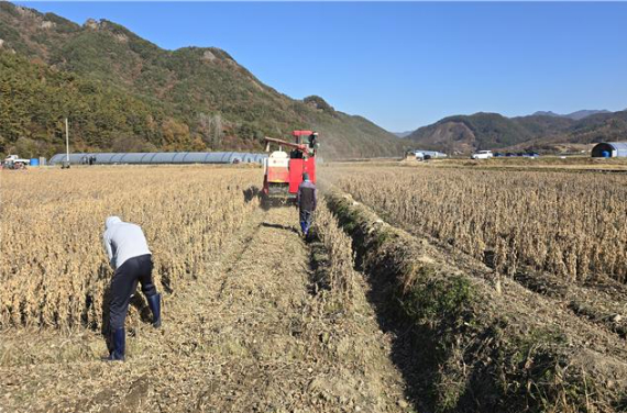 국산콩 수확 현장. 농림축산식품부 제공