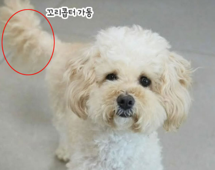 '꼬리콥더' 가동 중인 보니. 카라 제공