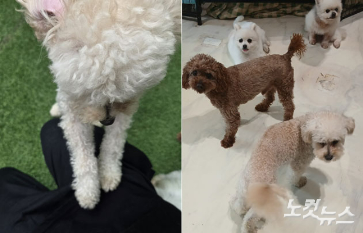 지난 7월 카라 '더봄센터'를 찾은 취재진들에게 다가온 보니. 최영주 기자