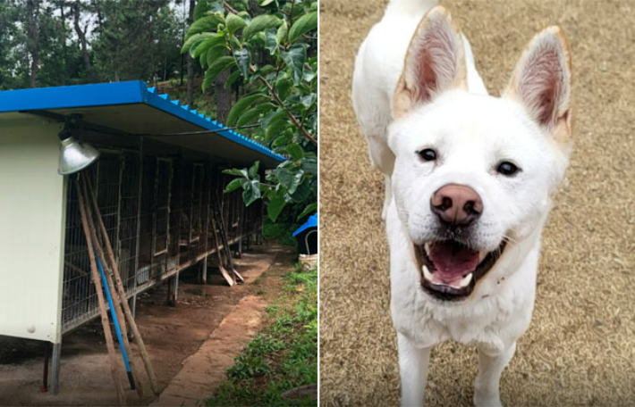 보신탕집 옆 뜬장에 갇혀 있던 돌산이. 카라 제공