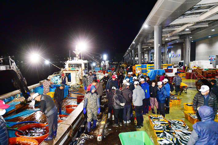 죽변항 위판. 울진군 제공