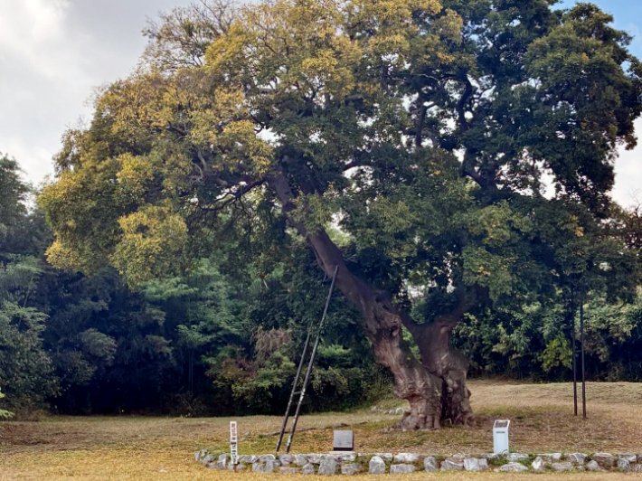 황석영 소설 '할매'의 모티브가 된 군산 하제마을 600년 수령의 '팽나무'. 참여자치군산시민연대 제공  