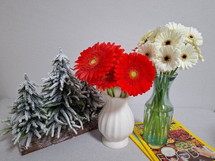 미니 거베라 신품종 산타클로스와 스노우벨. 경남도청 제공 