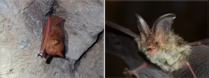 붉은박쥐, 토끼박쥐. 대구환경청 제공