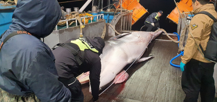 지난 9일 오후 7시48분쯤 마라도 남서쪽 약 51km 해상에서 혼획된 밍크고래. 서귀포해경 제공