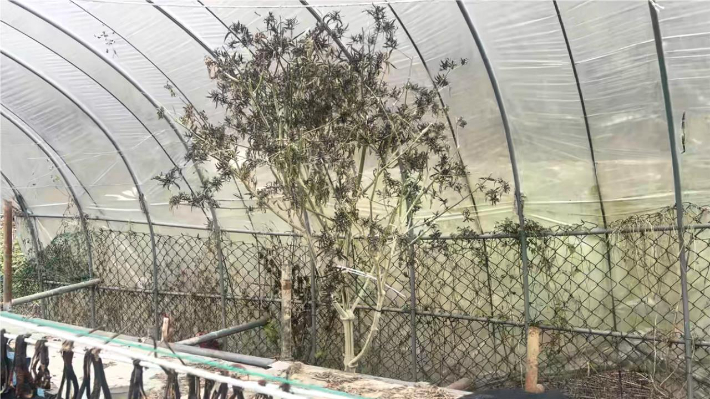 A씨와 B씨가 강원도 산속 비닐하우스 안에서 기르던 대마. 서울경찰청 제공