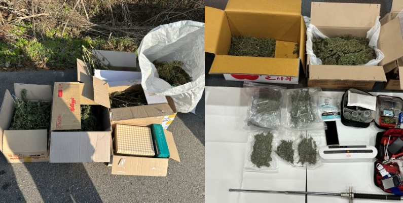 경찰이 A씨와 B씨로부터 압수한 대마. 서울경찰청 제공