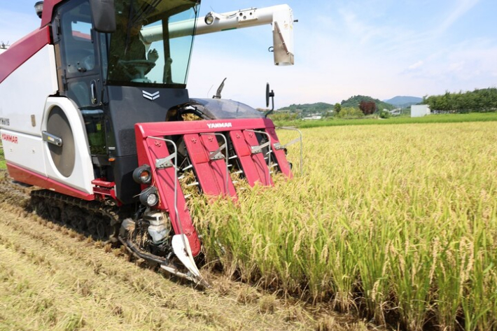 벼 수확. 전라남도 제공