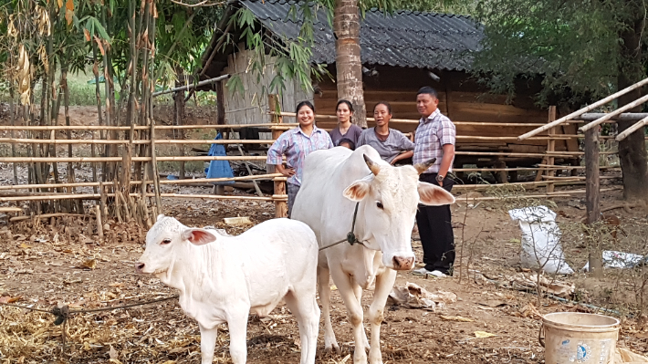 허춘중 선교사는 암소은행을 만들어 난민들에게 소를 빌려주고 몇년 뒤 되돌려 받아 또 다른 난민을 돕고 있다. 허춘중 선교사 제공