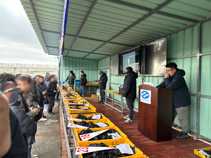 지난 11일 서천서부수협 마량위판장에서 열린 물김 초매식. 서천군 제공