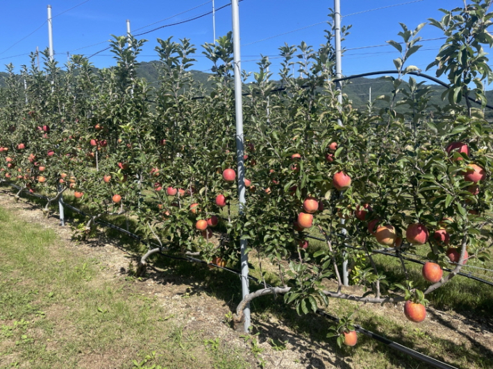 포항시 북구 기북면 사과농가. 포항시 제공