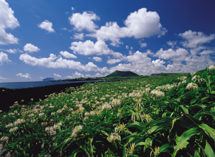 문주란이 핀 제주. 제주도관광협회 제공