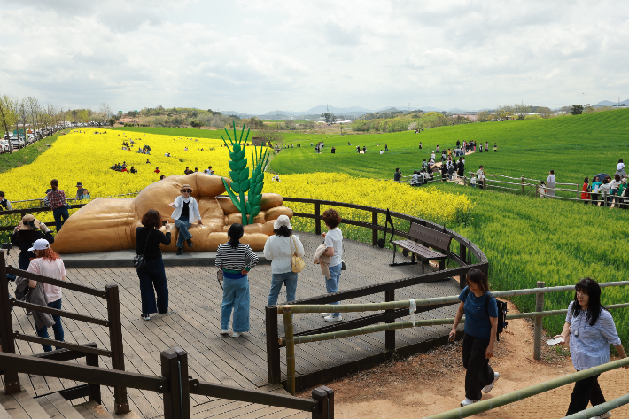 고창군 청보리밭 축제를 찾은 관광객들. 고창군 제공