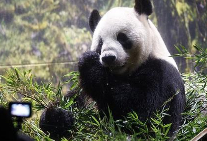 우에노동물원 판다 '리리'. 연합뉴스