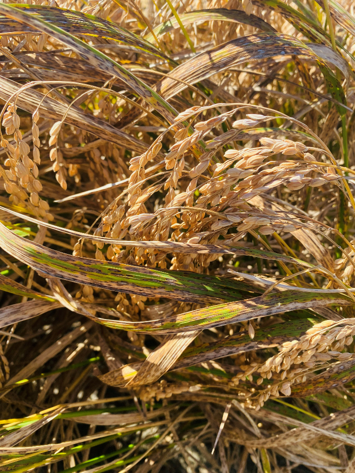 전남 무안 벼 깨씨무늬병 피해 모습. 전라남도 제공