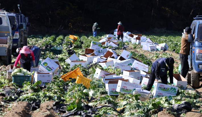 농촌에서 근무하는 계절근로자들. 연합뉴스