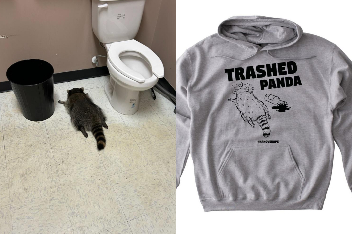 미국 버지니아주의 한 주류 매장에 침입한 후 술에 취한 채 발견된 라쿤(왼쪽)과 동물보호 기금 마련을 위한 굿즈인 '만취한 판다(trashed panda)'(오른쪽). USA투데이 제공