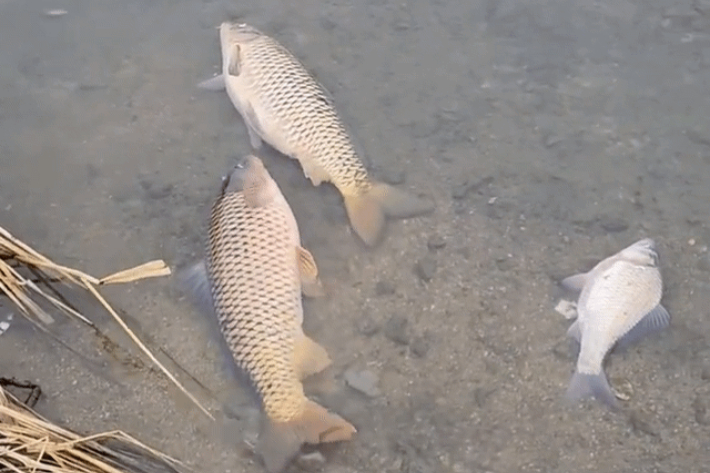 물고기 집단 폐사 현장. 연합뉴스