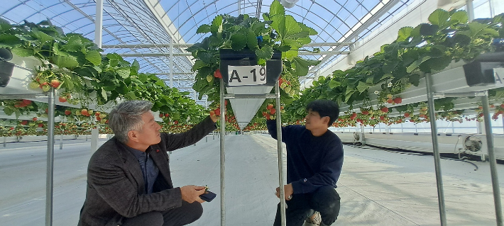 딸기 스마트팜. 창원시 제공 