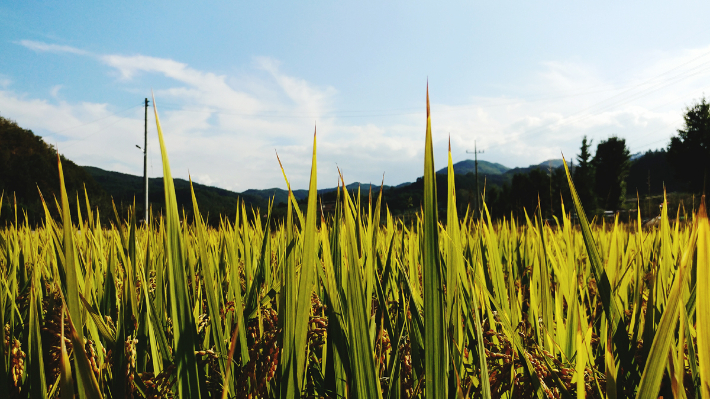 스마트이미지 제공