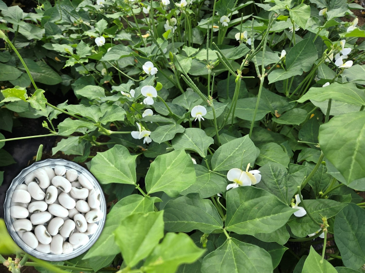 흰색 동부 신품종 '미당'. 전라남도 농업기술원 제공