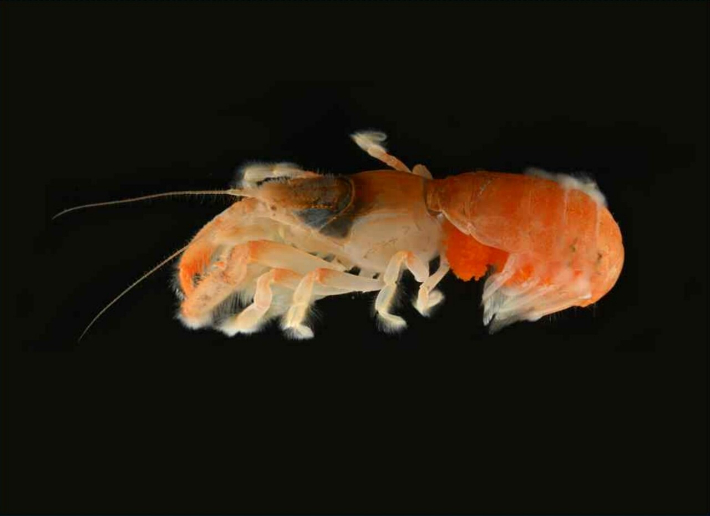 서귀포 앞바다에서 올해 8월 세계 첫 신종 쏙류 1종이 발견됐다. 국립생활자원관 제공 