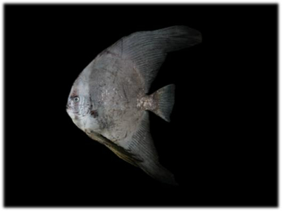 아열대 어종인 깃털제비활치. 국립수산과학원 제공