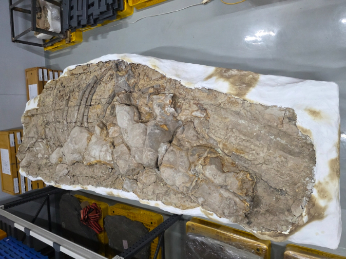 포항 신생대 두호층 고래화석. 포항시 제공