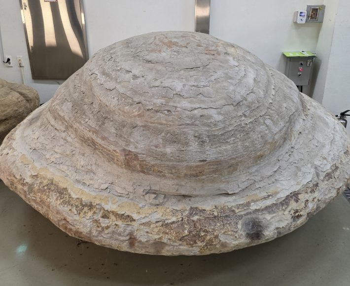 포항 신생대 두호층 결핵체. 포항시 제공