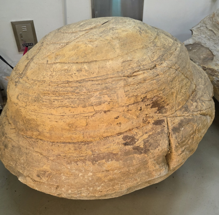 포항 신생대 두호층 결핵체. 포항시 제공