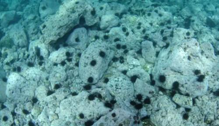 갯녹음 현상. 연합뉴스