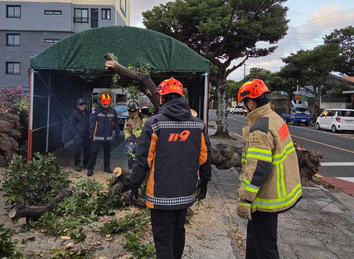 26일 오전 7시쯤 서귀포시 하효동 인도로 나무가 쓰러져 소방당국이 안전조치를 하고 있다. 제주소방안전본부 제공