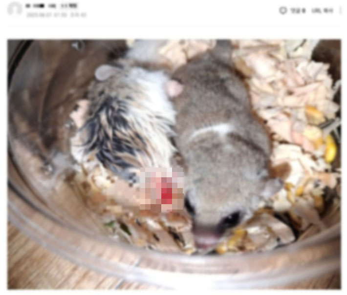 강제 합사로 상처 입은 소동물들. 연합뉴스