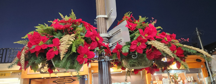 경주시가 황리단길 일원 가로등에 포인세티아 화분을 설치했다. 경주시 제공