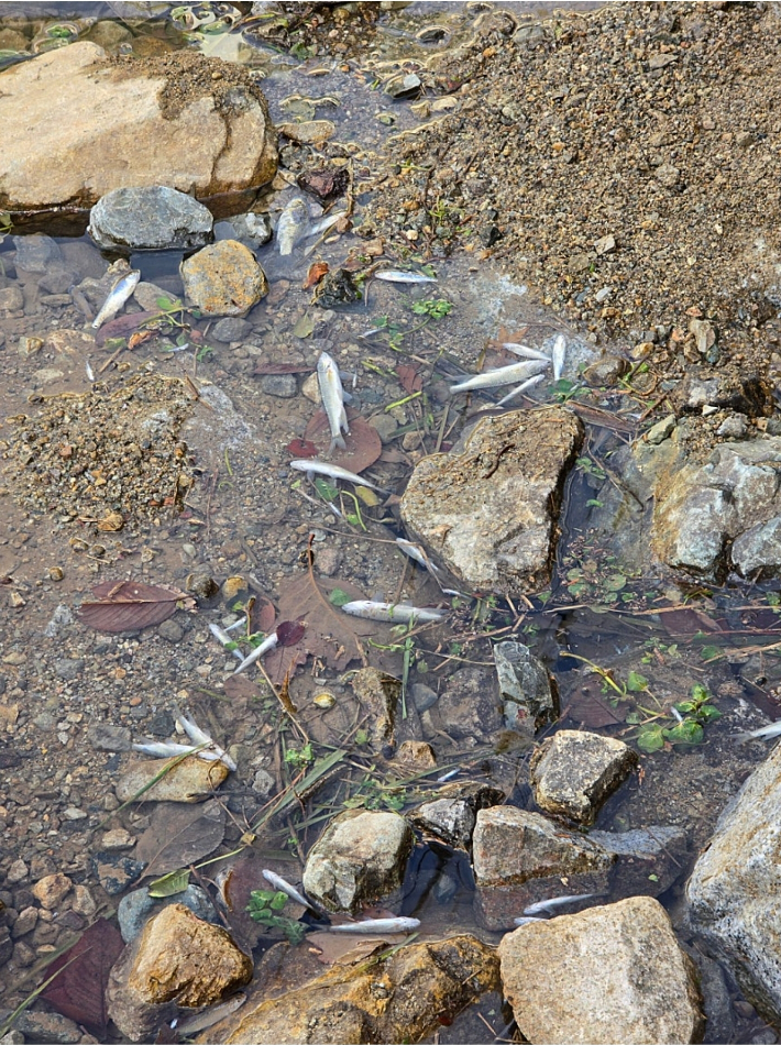 지난 12일 부산 강서구 지사천에서 물고기가 집단 폐사했다. 부산 강서구의회 김정용의원 제공