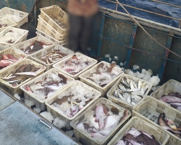 단속에 적발된 아귀 일부. 군산해경 제공