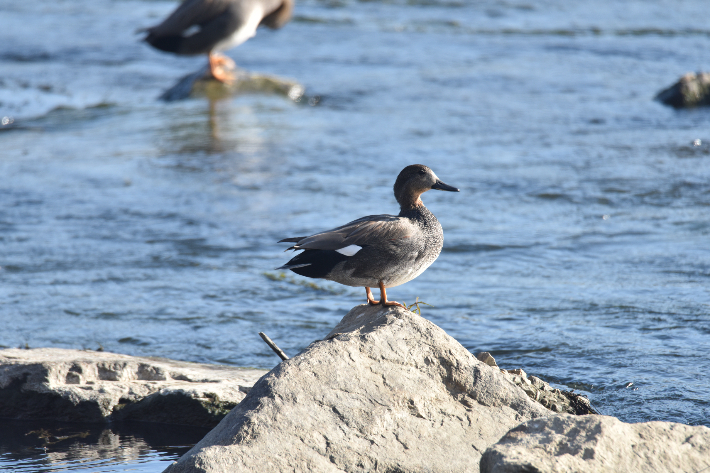갑천에서 서식하는 알락오리. 대전환경운동연합 제공