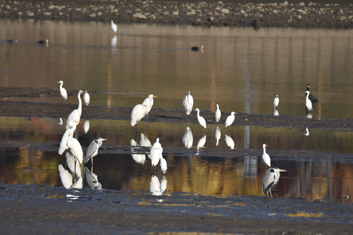 갑천 일대 백로들. 대전환경운동연합 제공