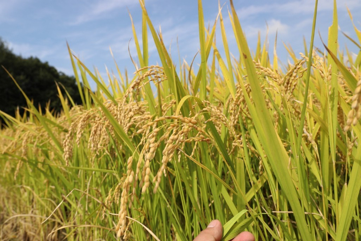 벼. 기사와 연관 없음. 농촌진흥청 제공