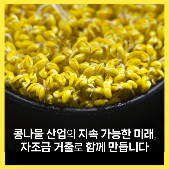 국민 반찬, 콩나물. 노컷뉴스 허태환PD
