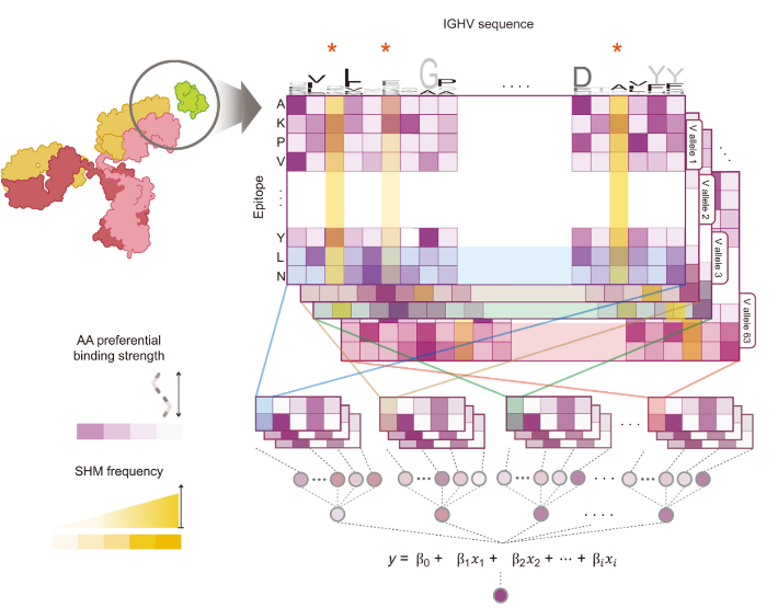 암세포의 DNA에서 발생한 돌연변이가 B 세포 면역수용체와 반응하는 과정을 예측하는 AI 모델의 모식도. KAIST 제공