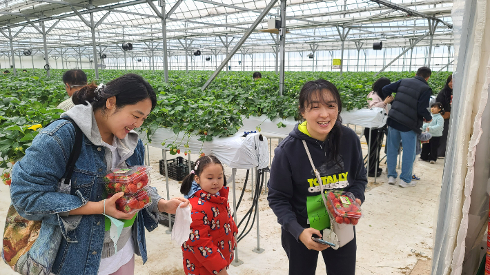 가족 단위 체험객들이 1월 농촌체험휴양마을에 선정된 담양 물구십리 마을에서 딸기 따기 체험 행사를 하고 있다. 전라남도 제공