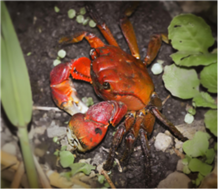 붉은발말똥게. 기후에너지환경부 제공