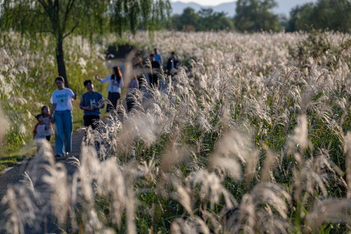 광주 서구의 서창억새축제가 대한민국축제콘텐츠대상에서 4년 연속 대상을 수상했다. 광주 서구 제공