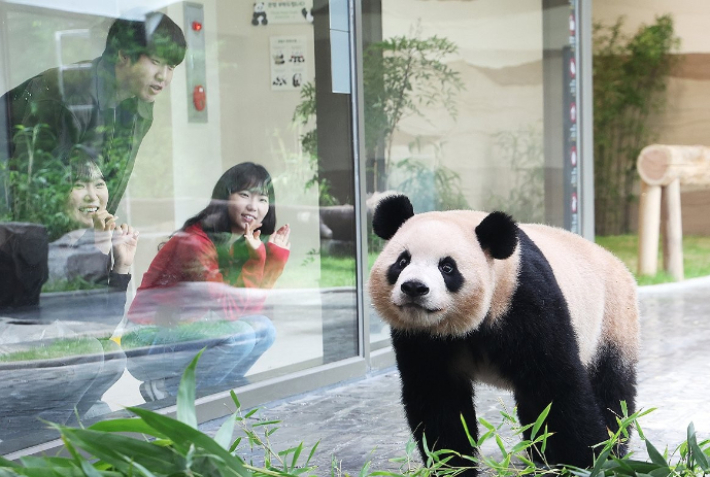 경기도 용인시 에버랜드 판다 세컨드 하우스(Panda 2nd House)에서 쌍둥이 판다 루이바오가 방사장을 돌아다니고 있다. 연합뉴스