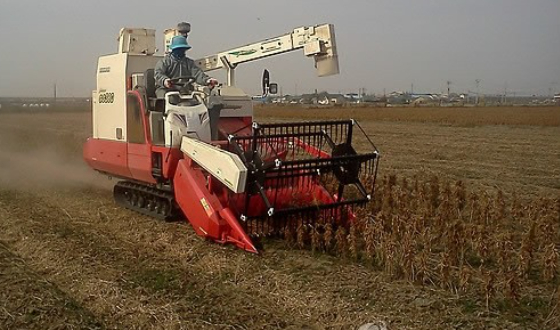 한 농민이 콩을 수확하고 있다. 연합뉴스 