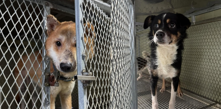 부산 강서구에 위치한 유기동물 민간 위탁 보호소에서 입양처를 찾고 있는 동물들 모습. 사단법인 하얀비둘기 제공