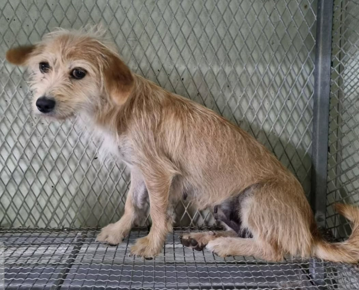 부산 강서구에 위치한 유기동물 민간 위탁 보호소에서 입양처를 찾고 있는 동물 모습. 사단법인 하얀비둘기 제공